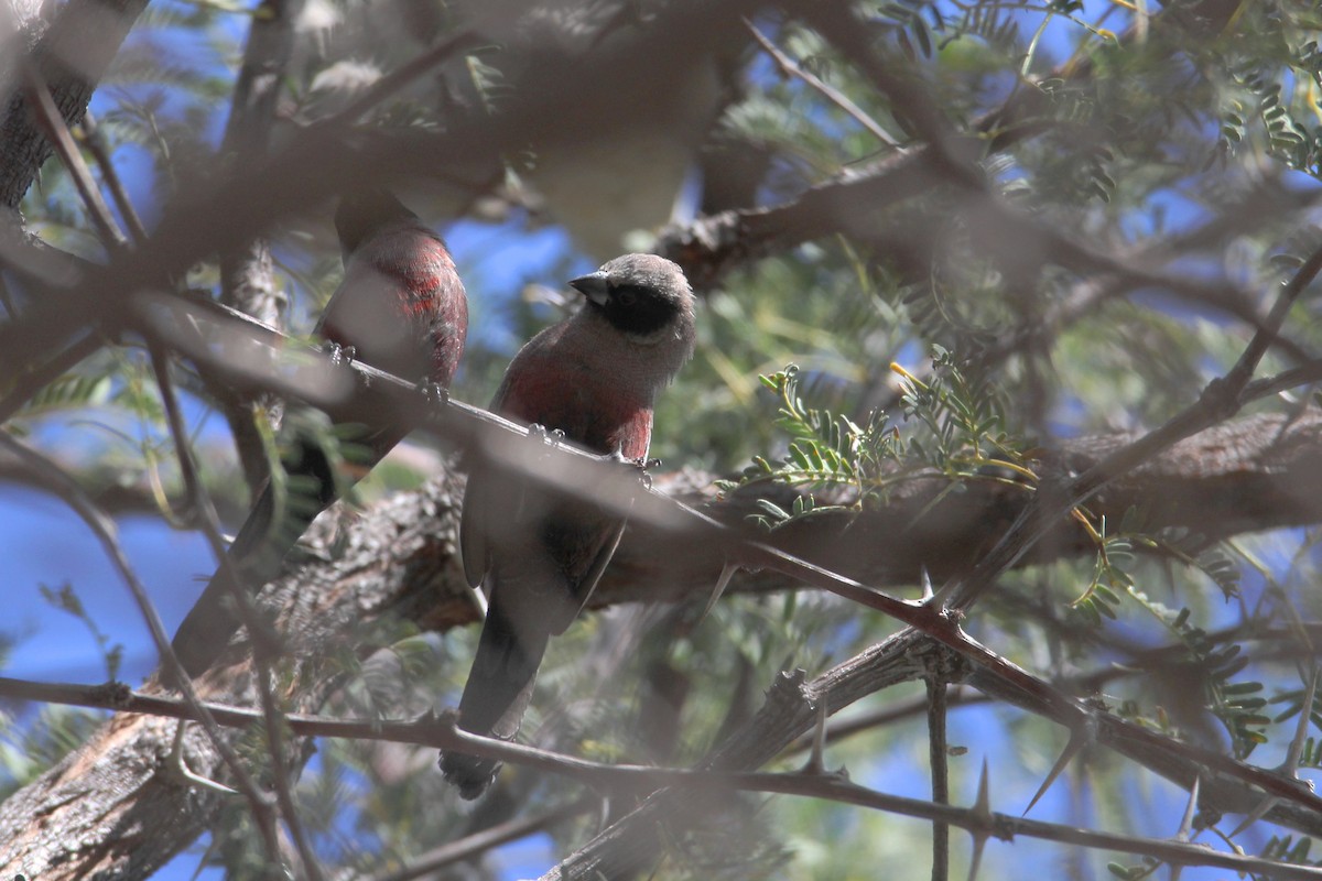 Black-faced Waxbill - ML627612773