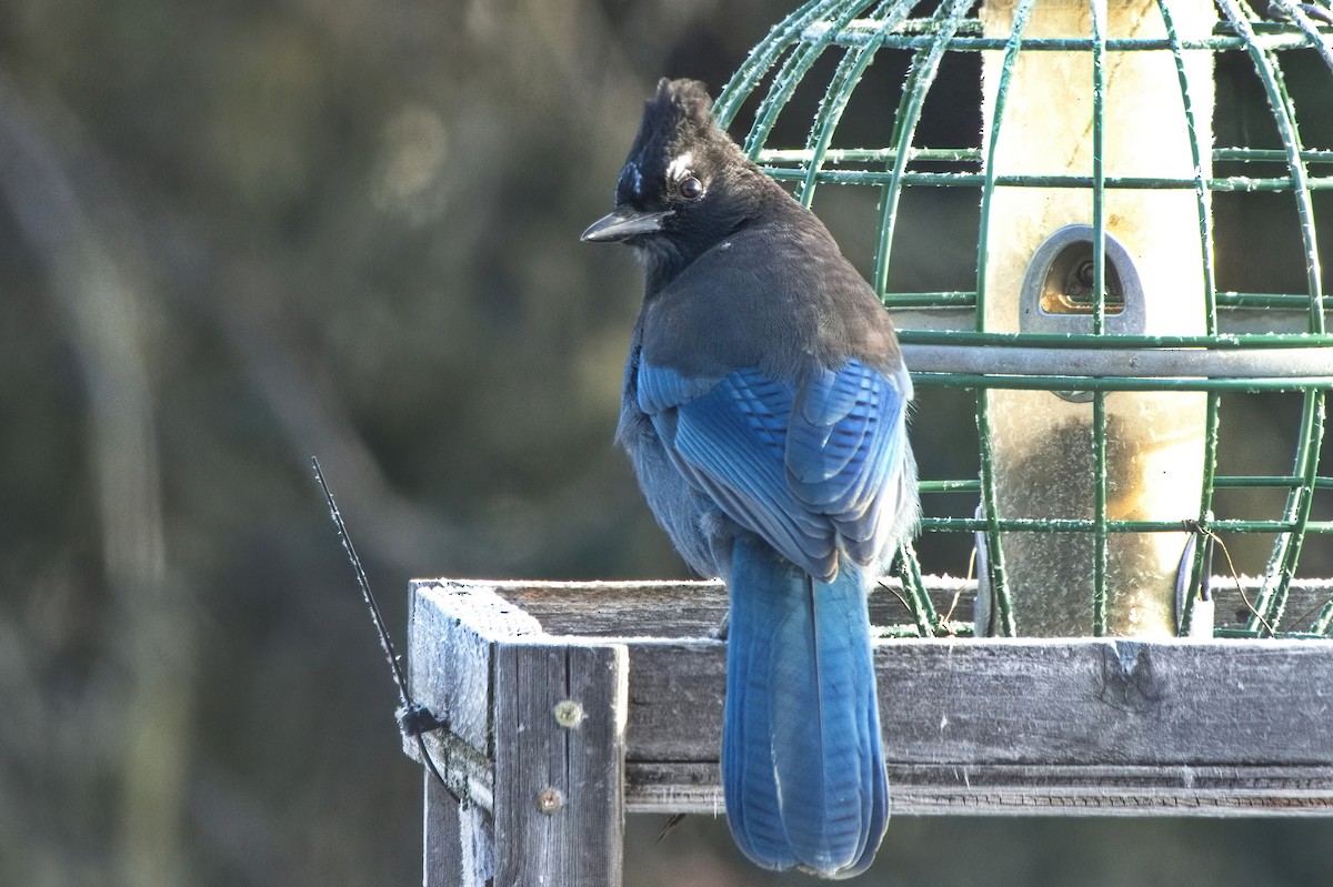 Steller's Jay - ML627612812