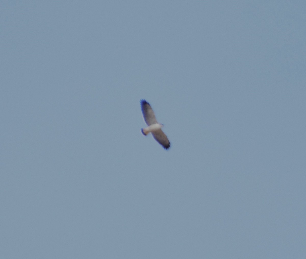 Variable Hawk - ML627612822
