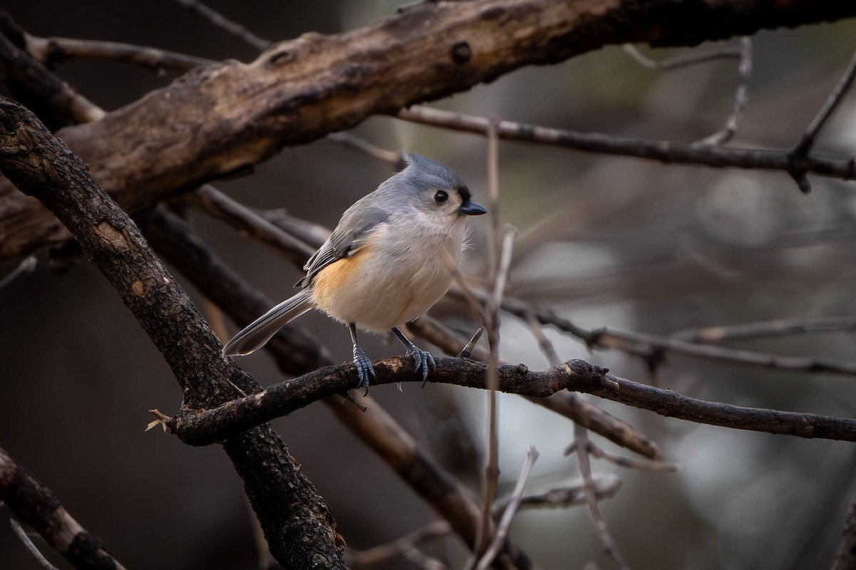 Tufted Titmouse - ML627612823