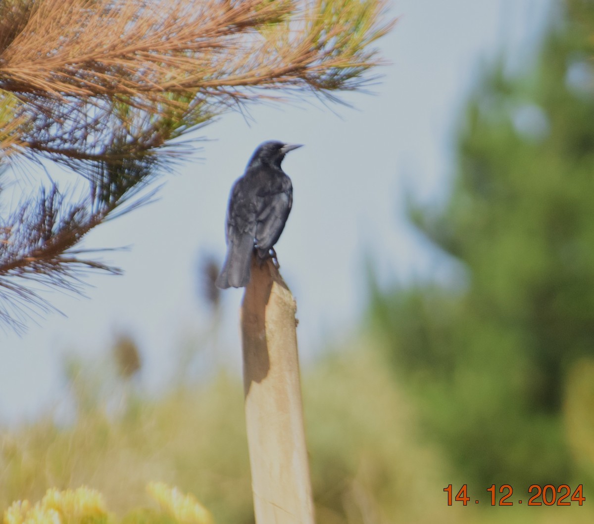 Austral Blackbird - ML627612838