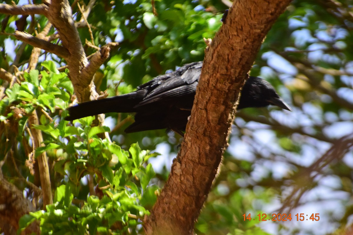 Austral Blackbird - ML627612842