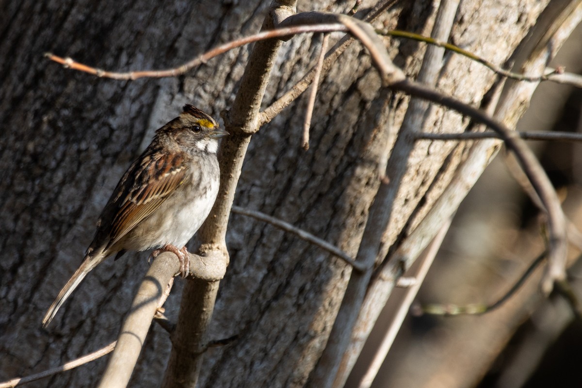 White-throated Sparrow - ML627612851