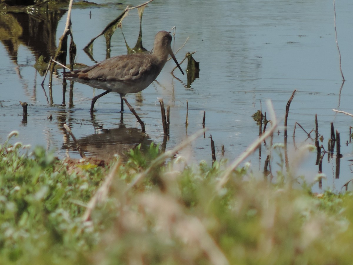 Hudsonian Godwit - ML627612887