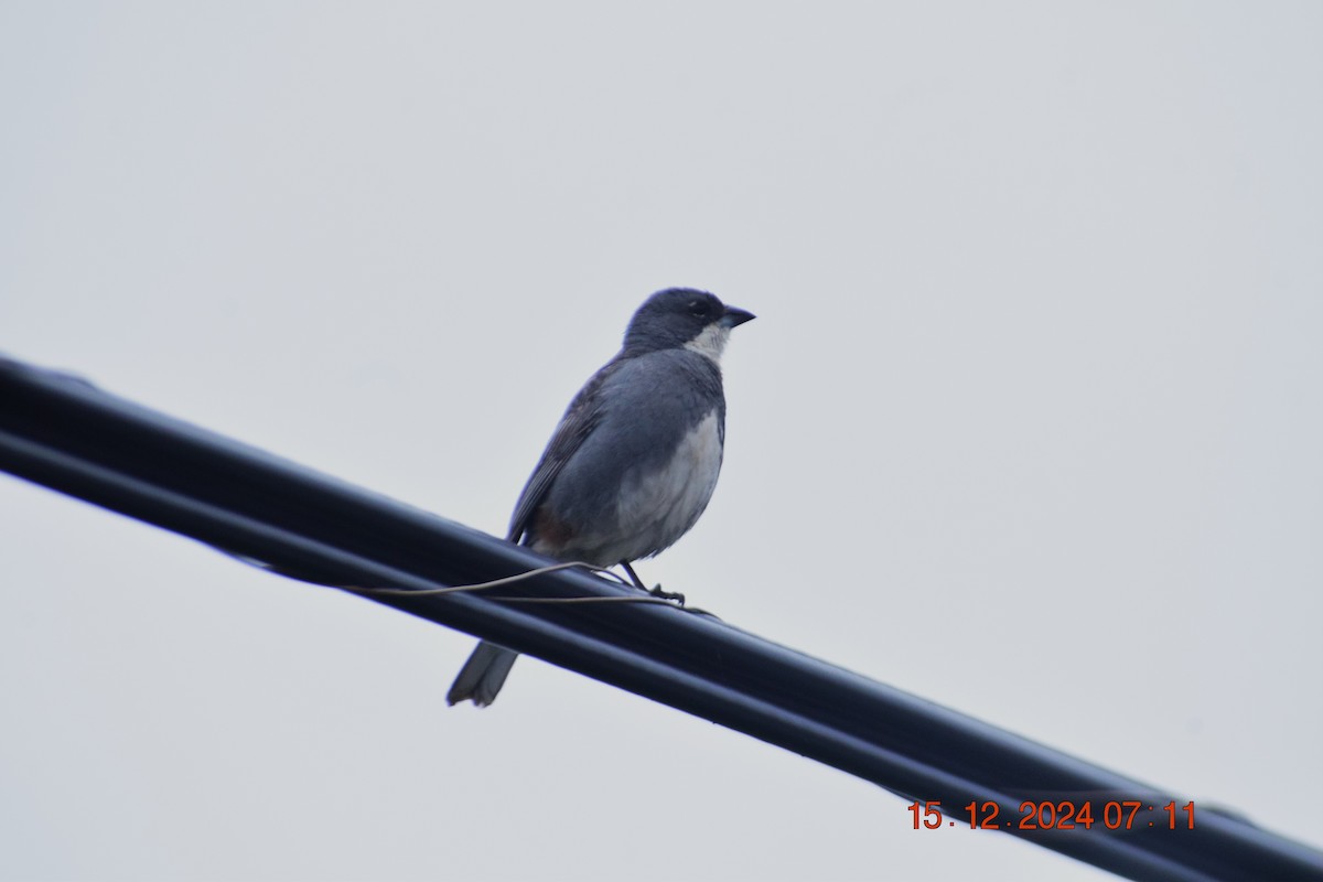 Diuca Finch - ML627612888