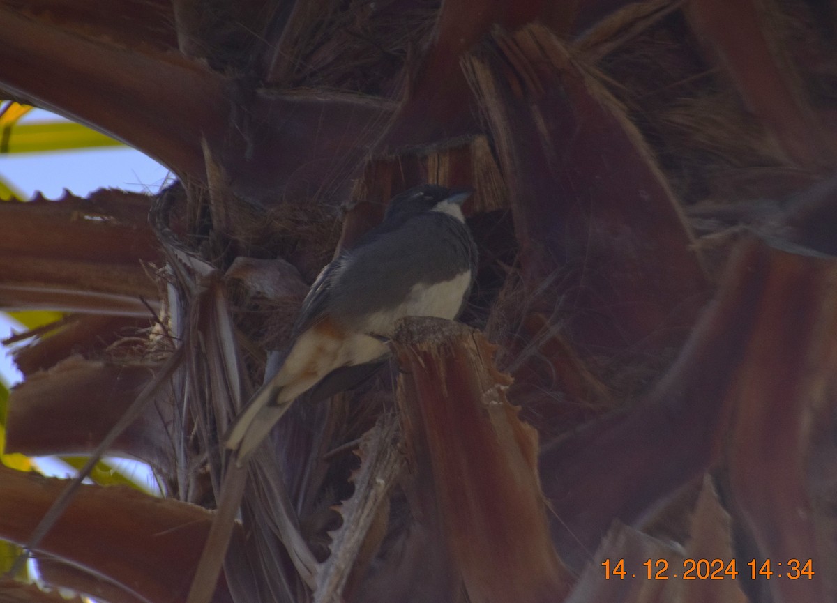 Diuca Finch - ML627612889