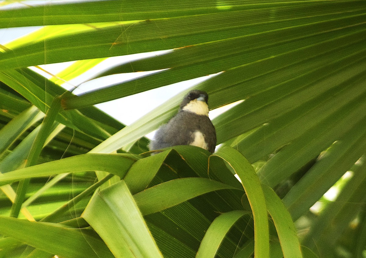 Diuca Finch - ML627612890