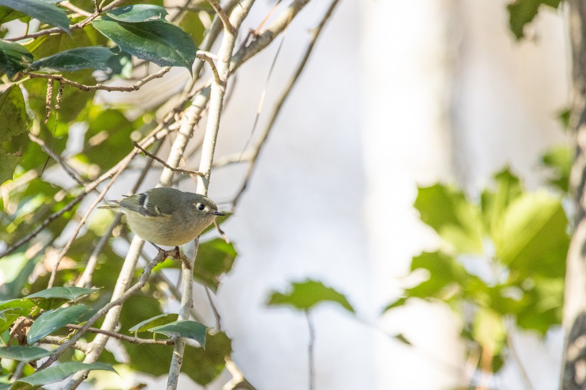 Ruby-crowned Kinglet - ML627612909