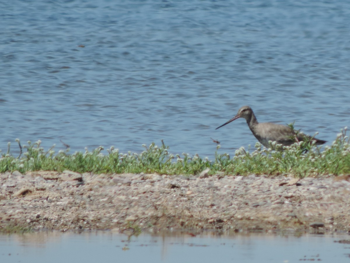 Hudsonian Godwit - ML627612917