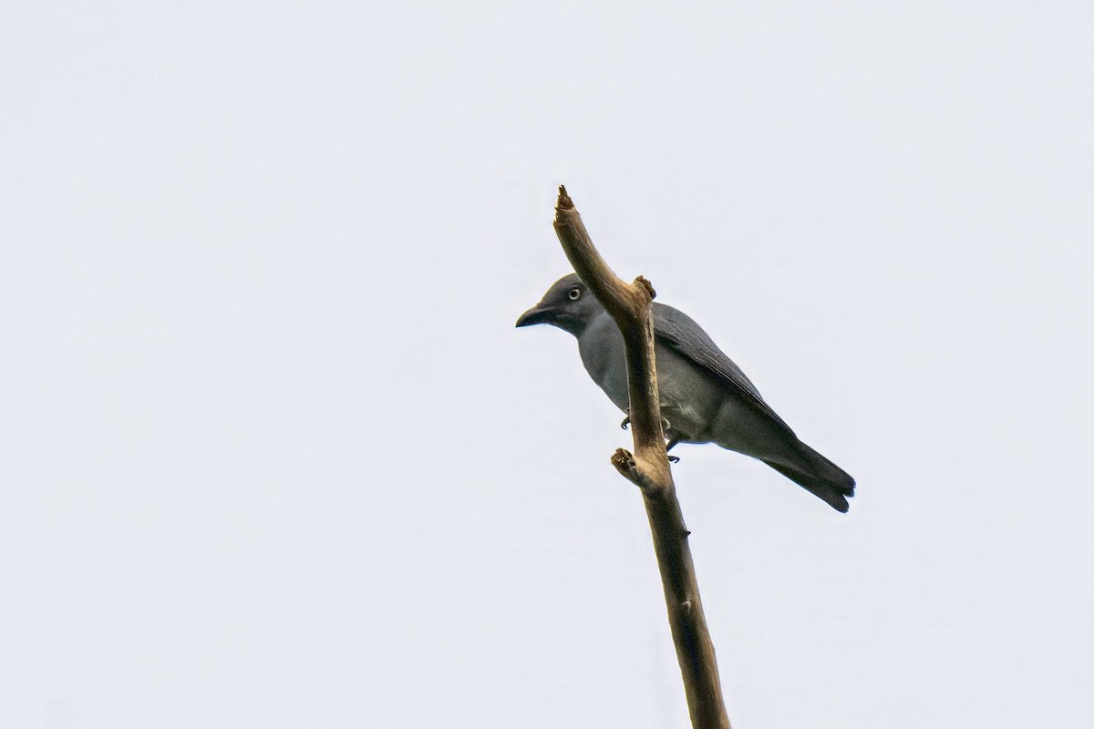 Bar-bellied Cuckooshrike - ML627612925