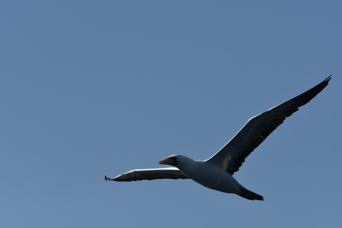 Nazca Booby - ML627612943