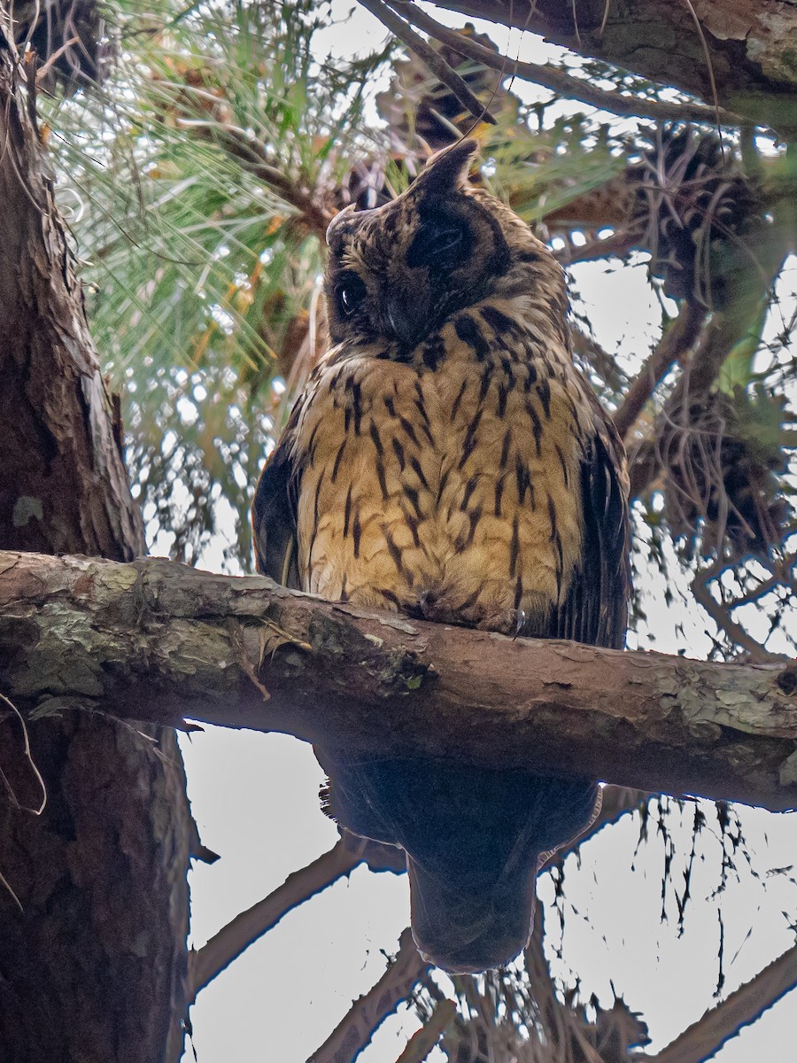 Madagascar Owl - ML627613016