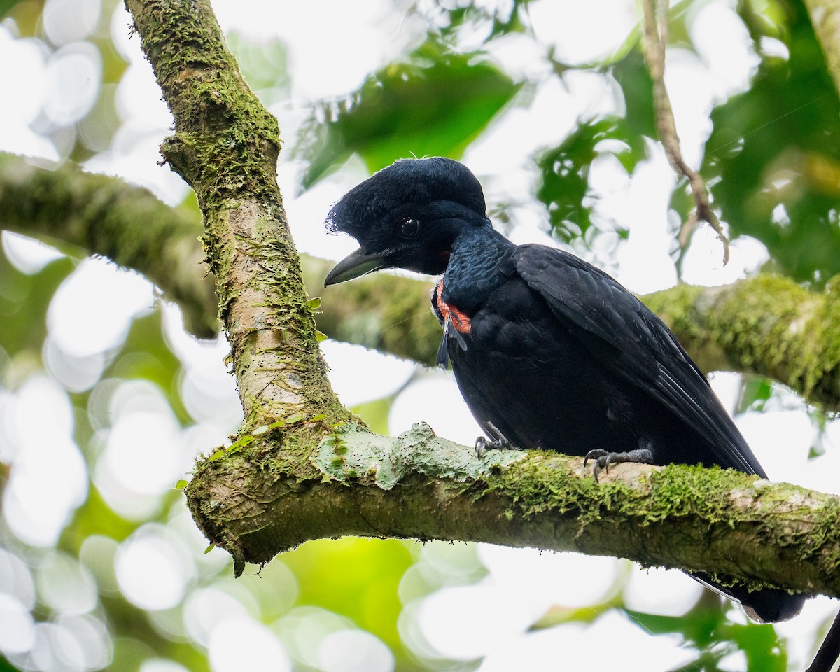 Bare-necked Umbrellabird - ML627613032