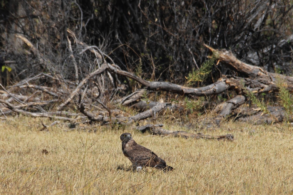 Brown Snake-Eagle - ML627613038