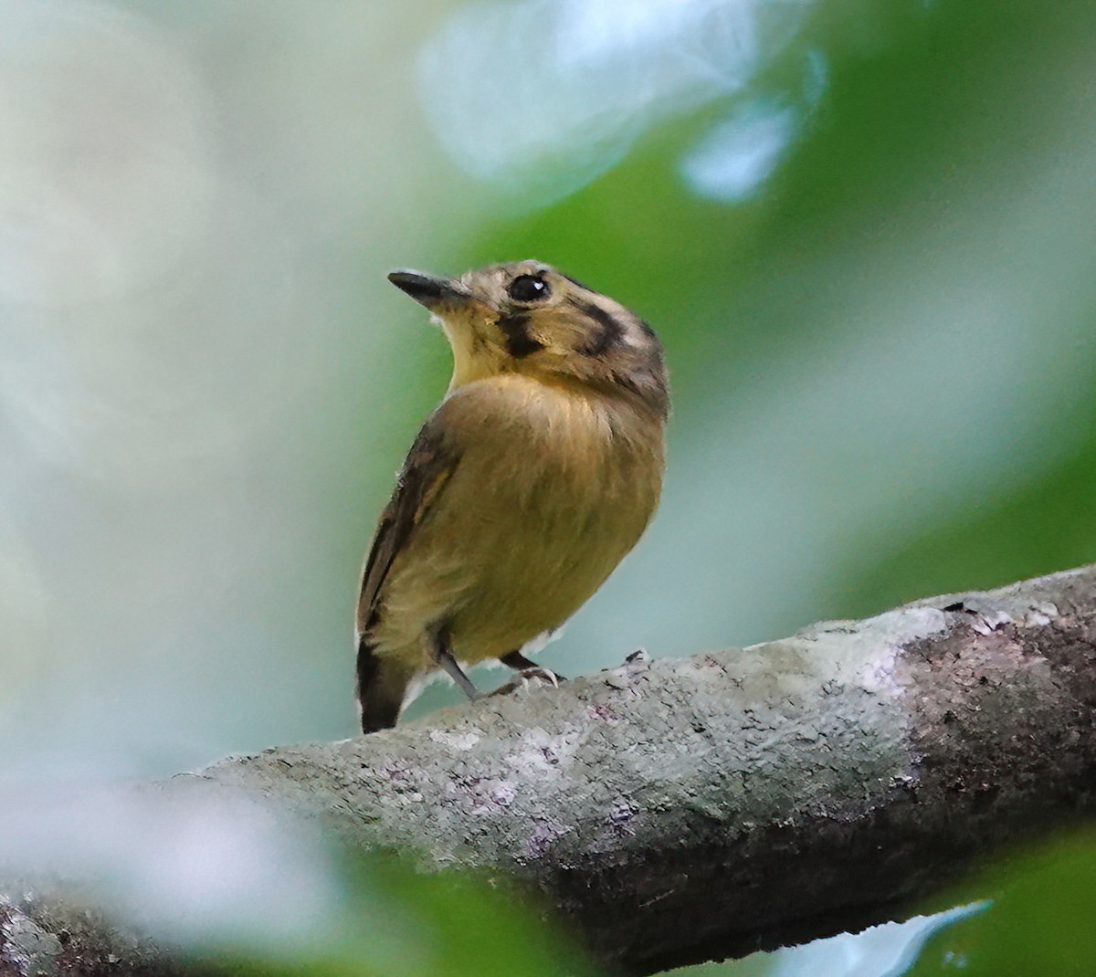 Golden-crowned Spadebill - ML627613076