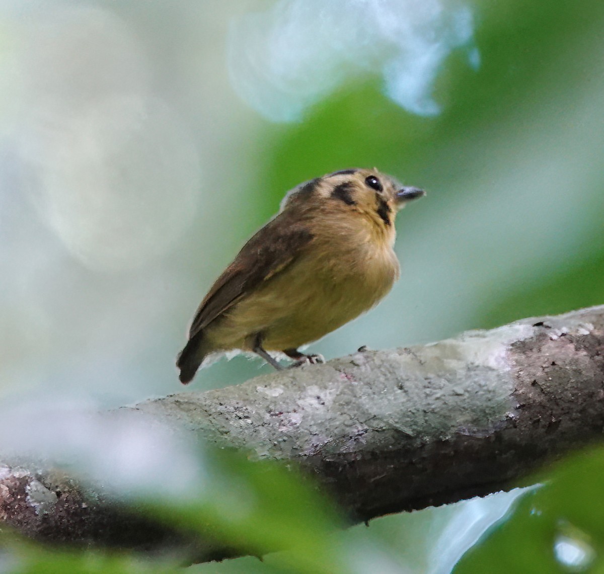 Golden-crowned Spadebill - ML627613077