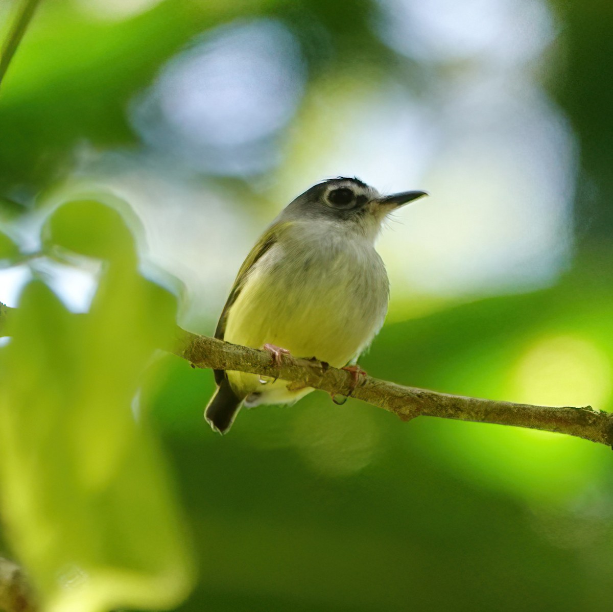 Black-capped Pygmy-Tyrant - ML627613110