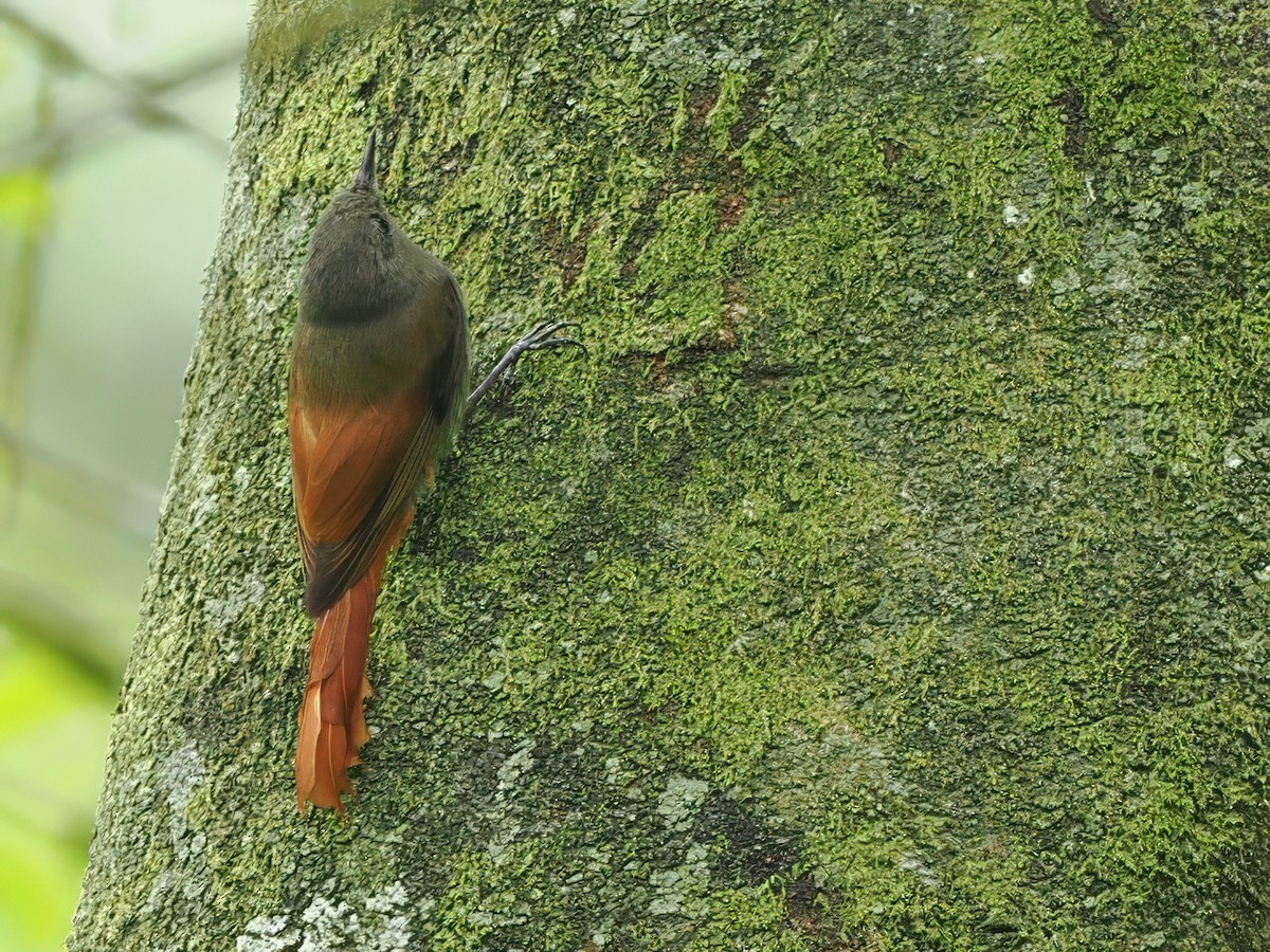 Olivaceous Woodcreeper - ML627613144