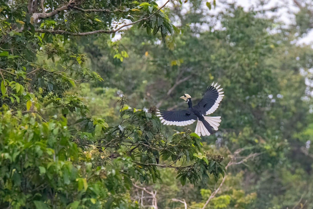 Oriental Pied-Hornbill - ML627613244