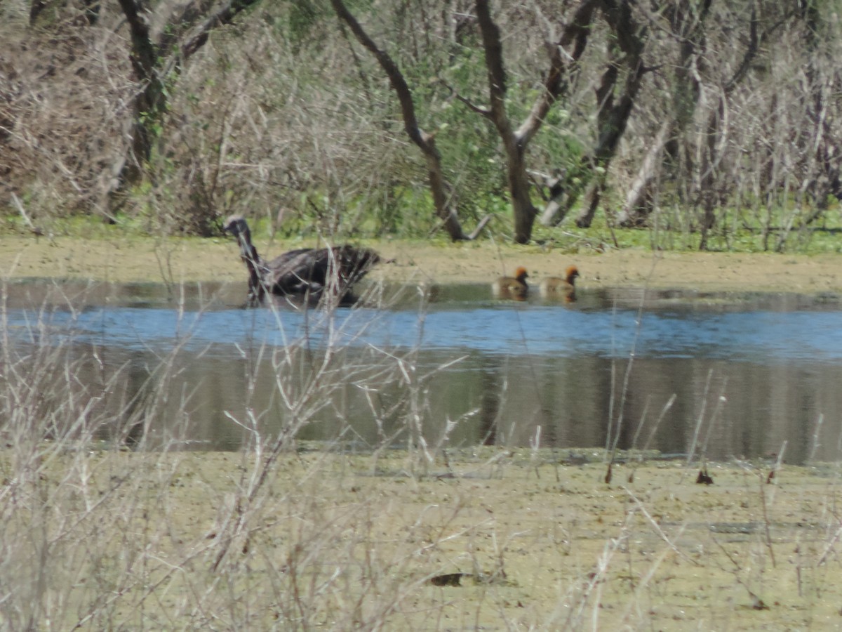 Southern Screamer - ML627613250