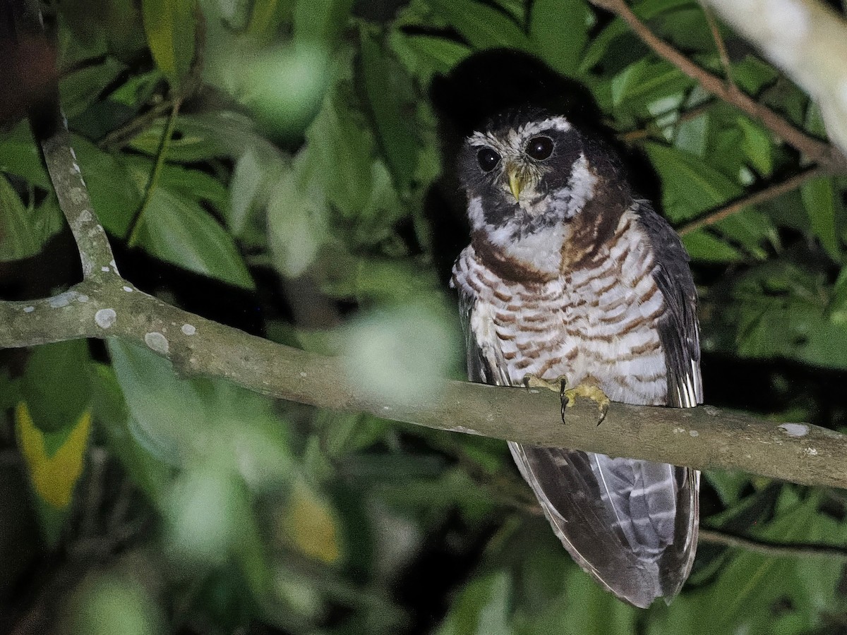 Band-bellied Owl - ML627613382