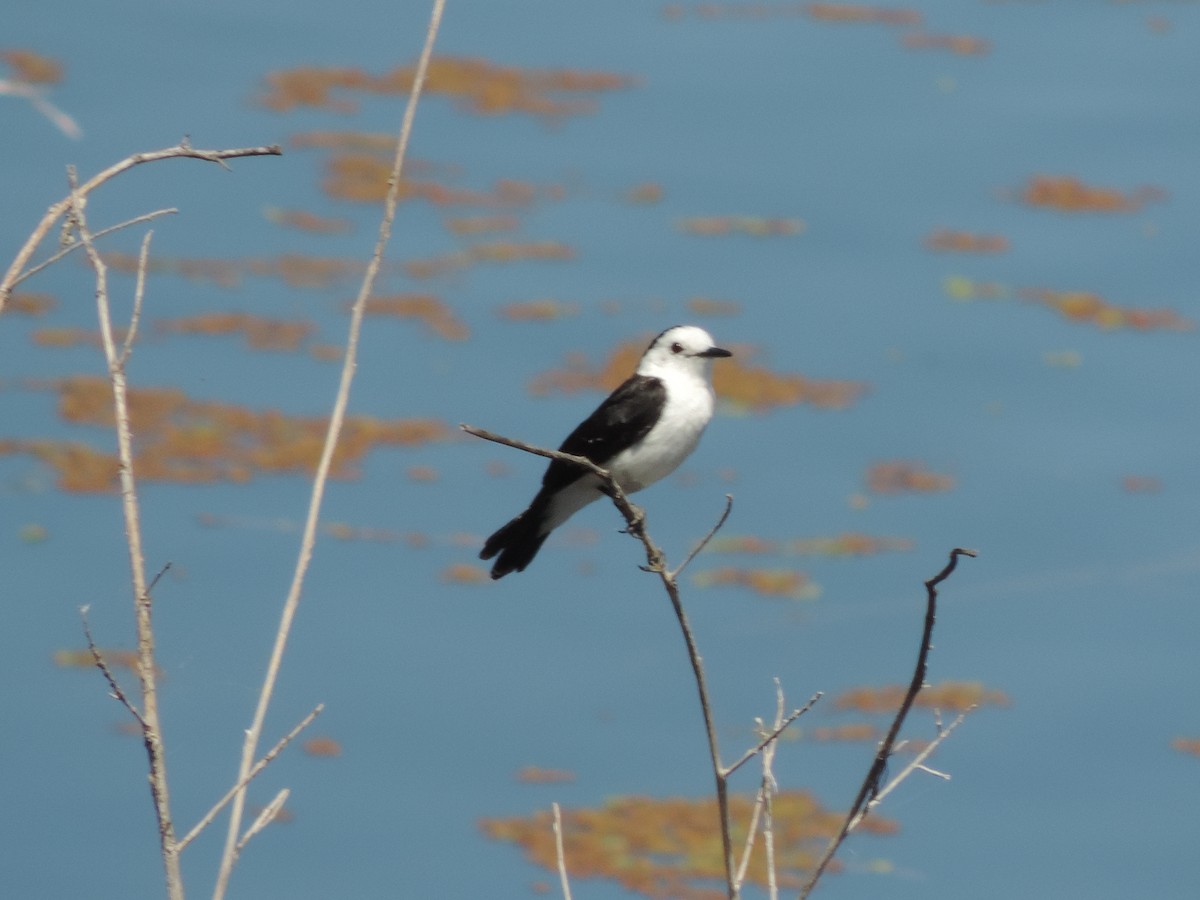Black-backed Water-Tyrant - ML627613448