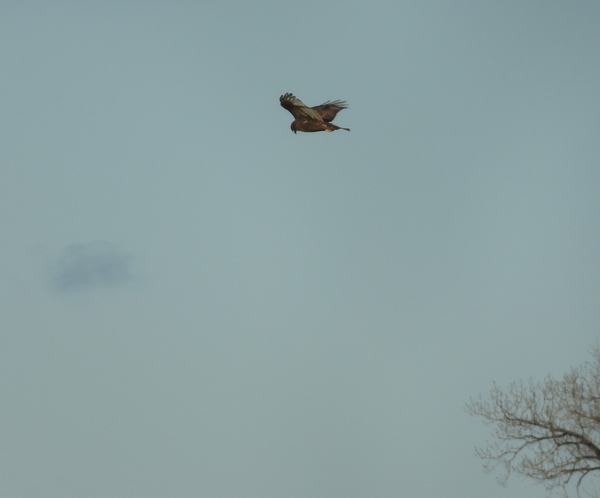 Red-tailed Hawk (calurus/alascensis) - ML627613500