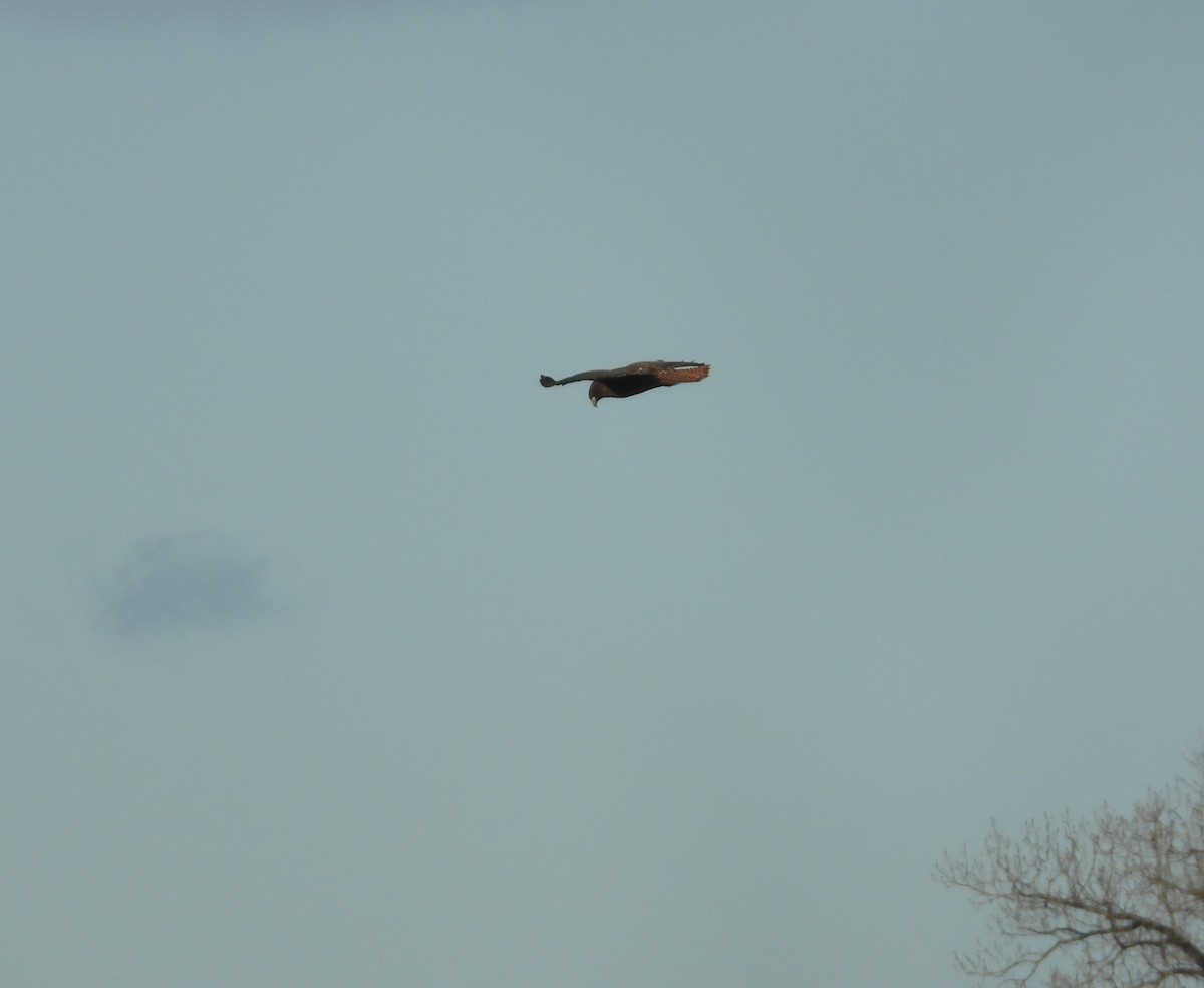 Red-tailed Hawk (calurus/alascensis) - ML627613501