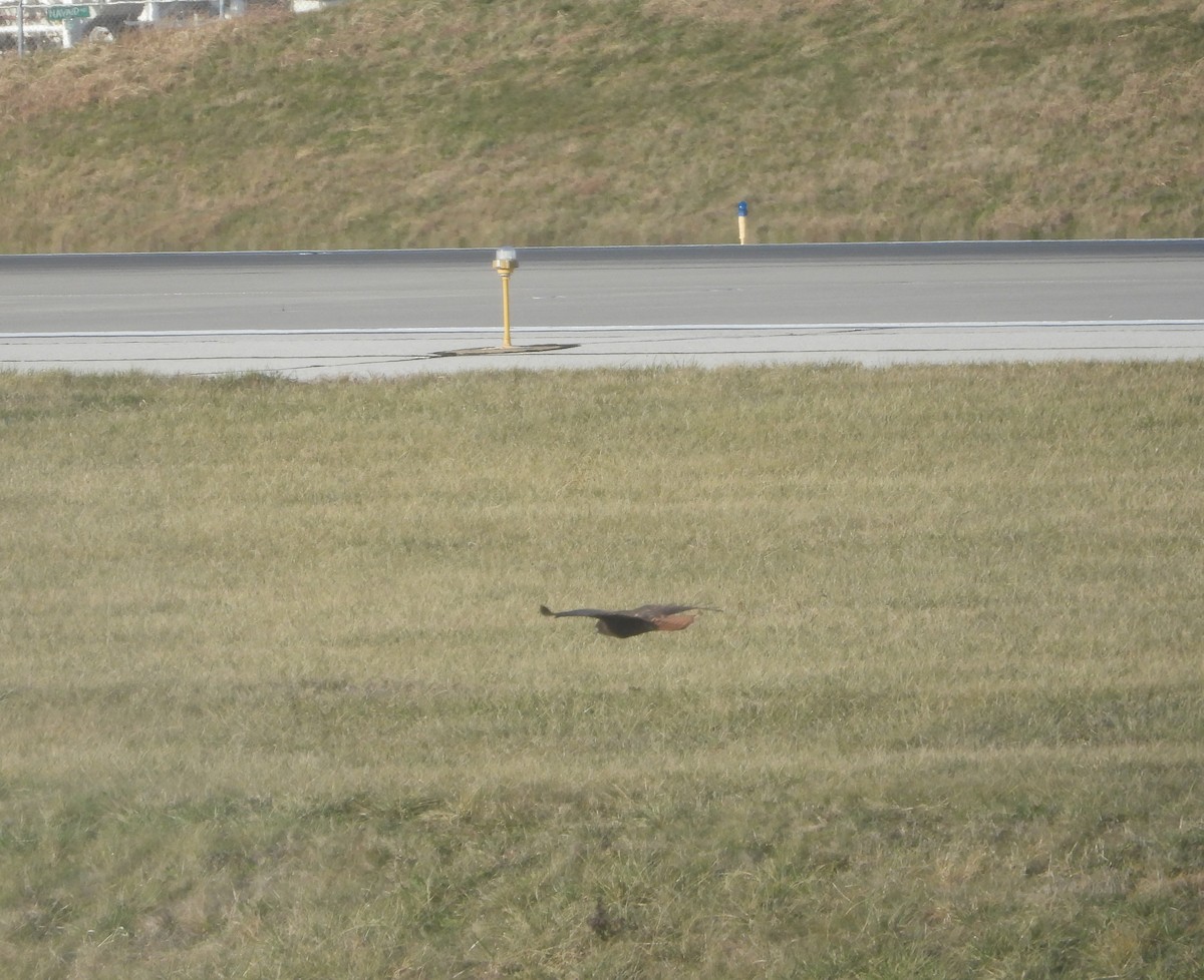 Red-tailed Hawk (calurus/alascensis) - ML627613502