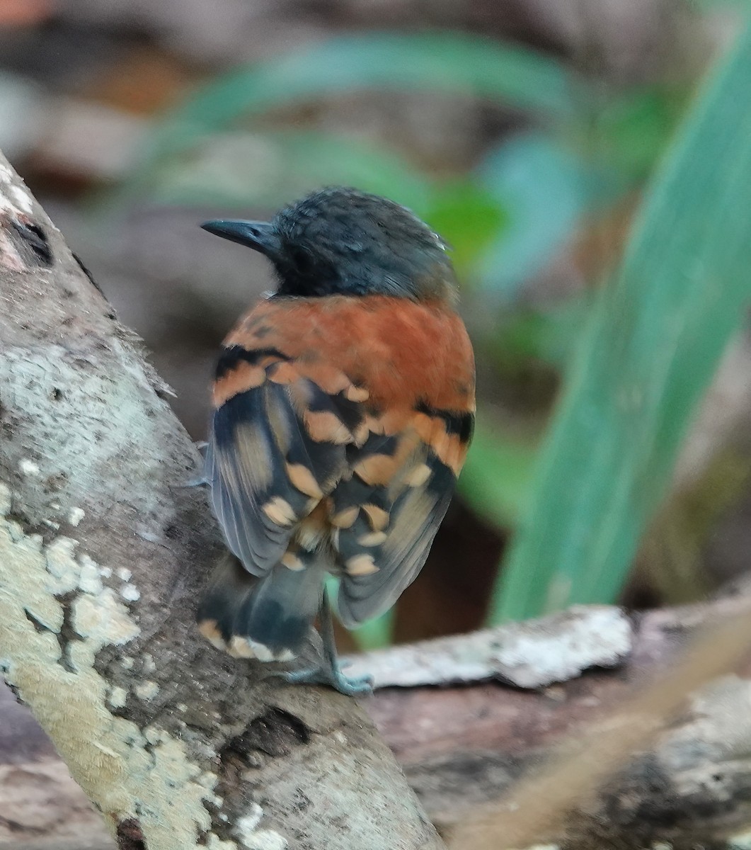 Spotted Antbird - ML627613505