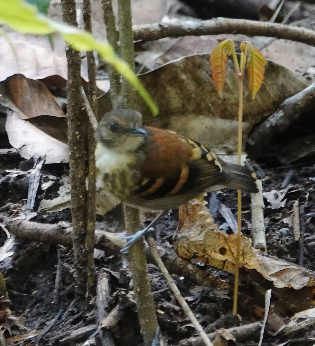 Spotted Antbird - ML627613506