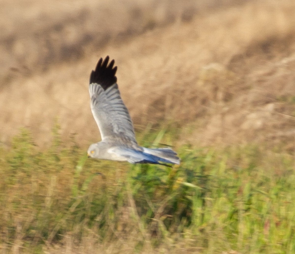 Hen Harrier - ML627613554