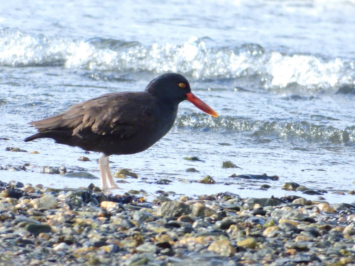 Blackish Oystercatcher - ML627613571