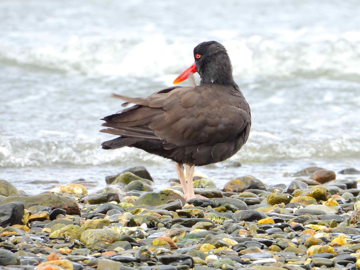 Blackish Oystercatcher - ML627613581