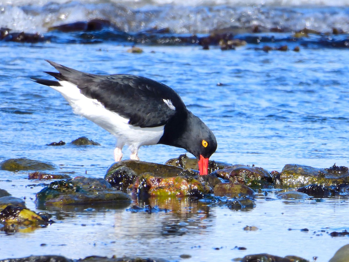 Magellanic Oystercatcher - ML627613585