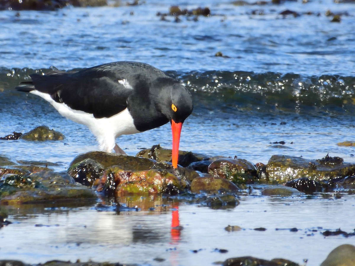 Magellanic Oystercatcher - ML627613587