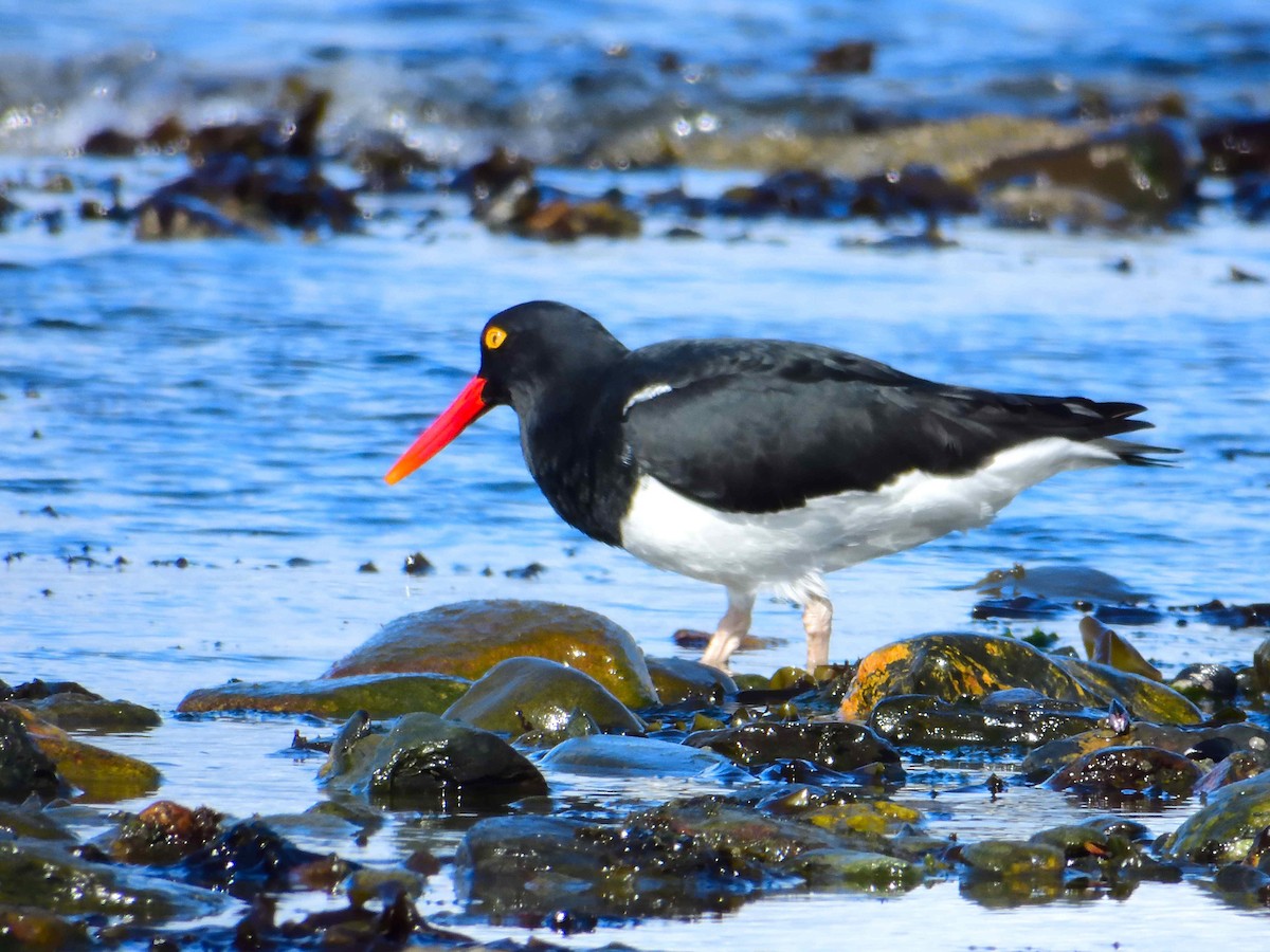 Magellanic Oystercatcher - ML627613592