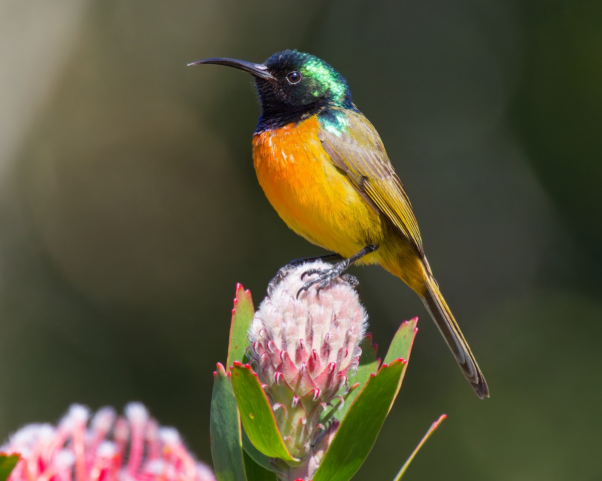 Orange-breasted Sunbird - ML627613593