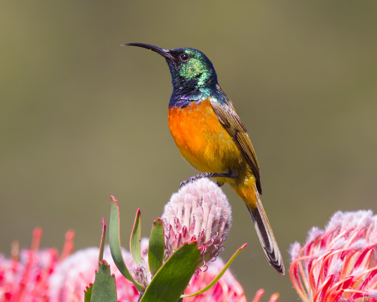 Orange-breasted Sunbird - ML627613608