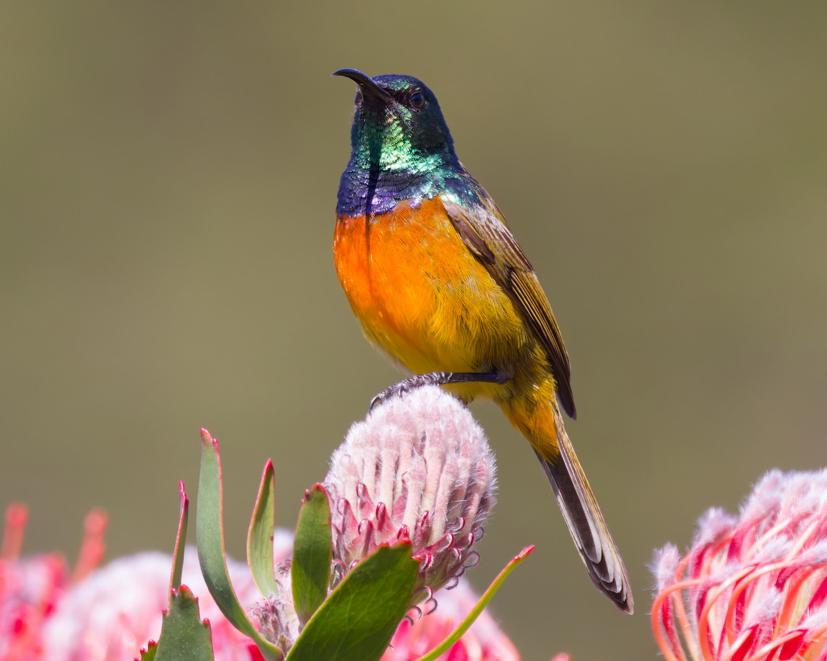 Orange-breasted Sunbird - ML627613612