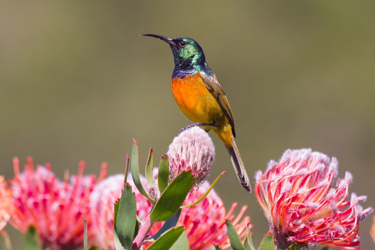 Orange-breasted Sunbird - ML627613625