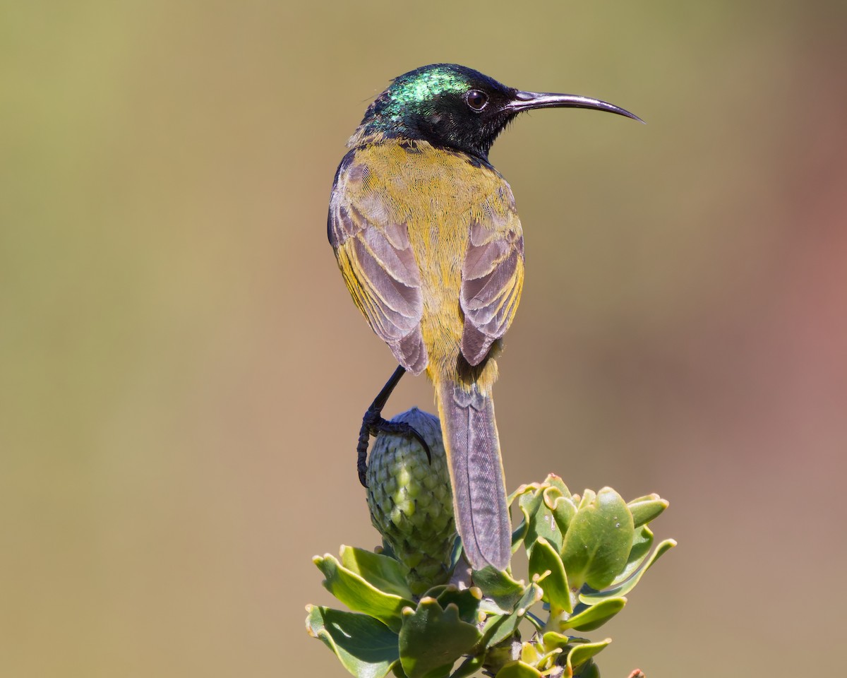 Orange-breasted Sunbird - ML627613638