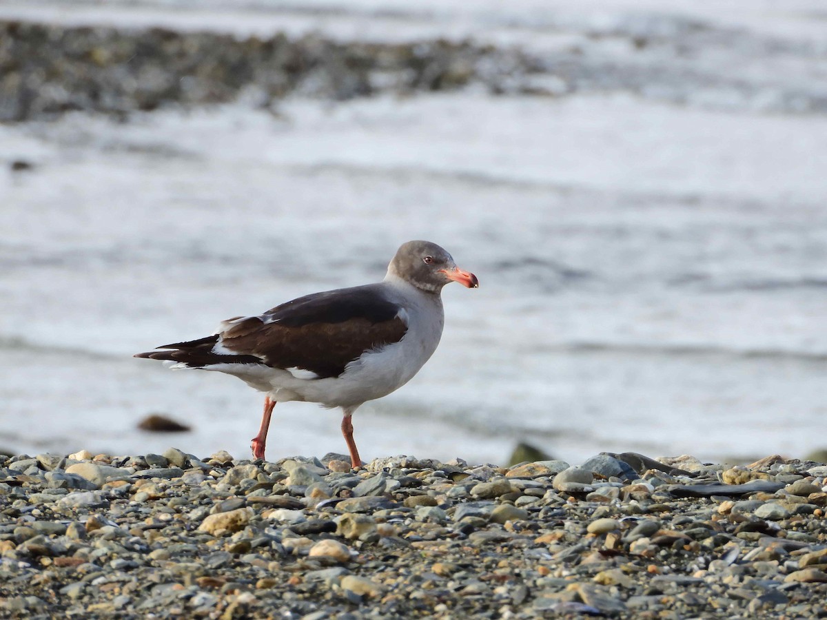 Dolphin Gull - ML627613652