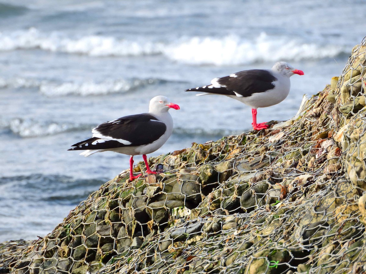 Dolphin Gull - ML627613662