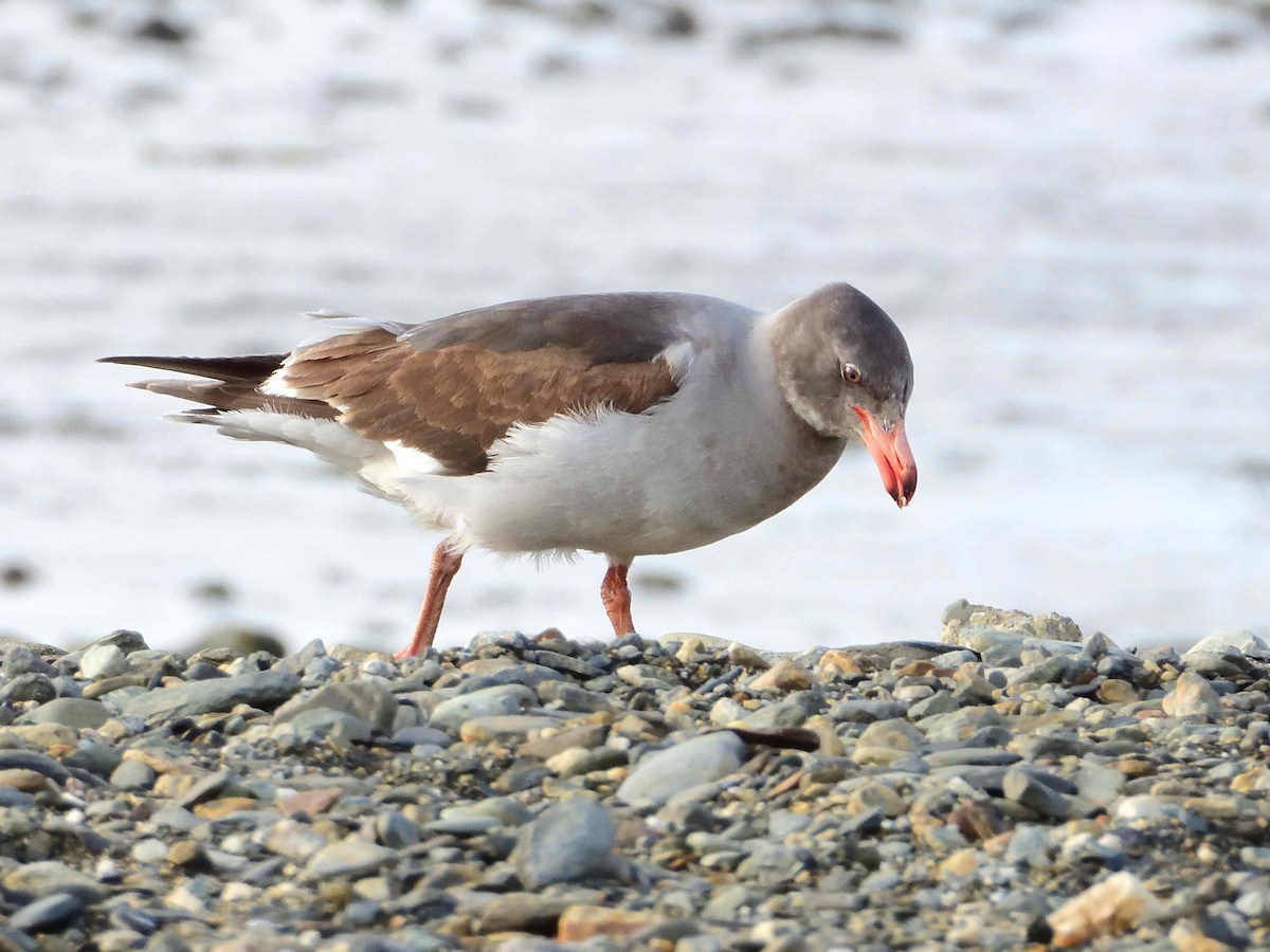 Dolphin Gull - ML627613665