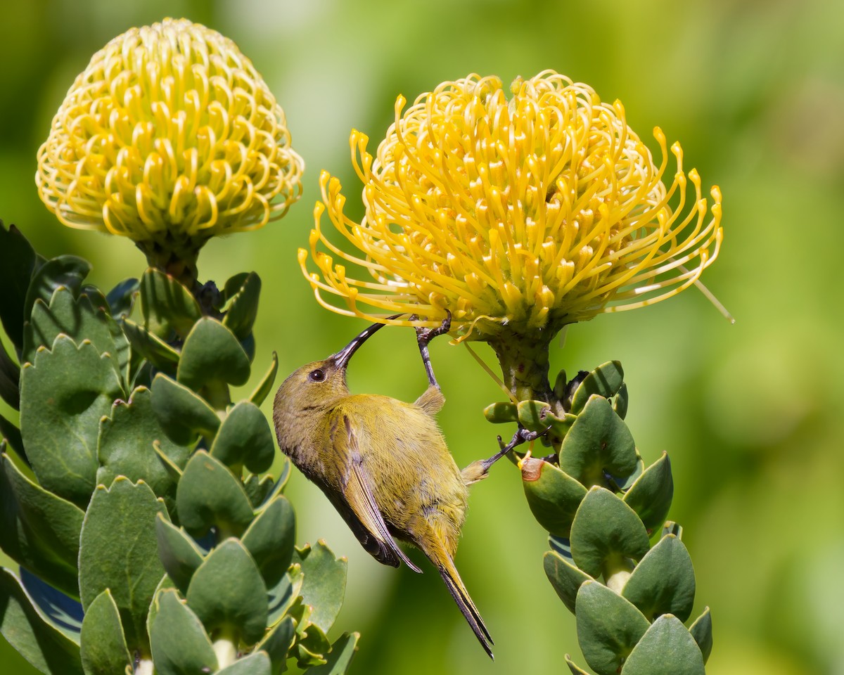 Orange-breasted Sunbird - ML627613667