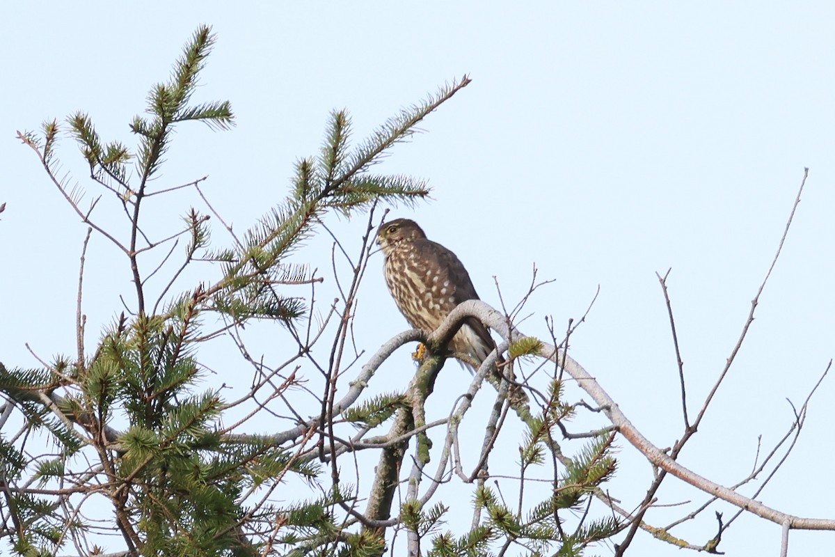 Хайргууна шонхор - ML627613689