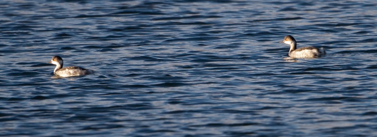 Eared Grebe - ML627613694