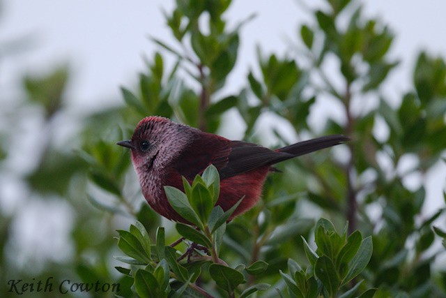 Pink-headed Warbler - ML627613723