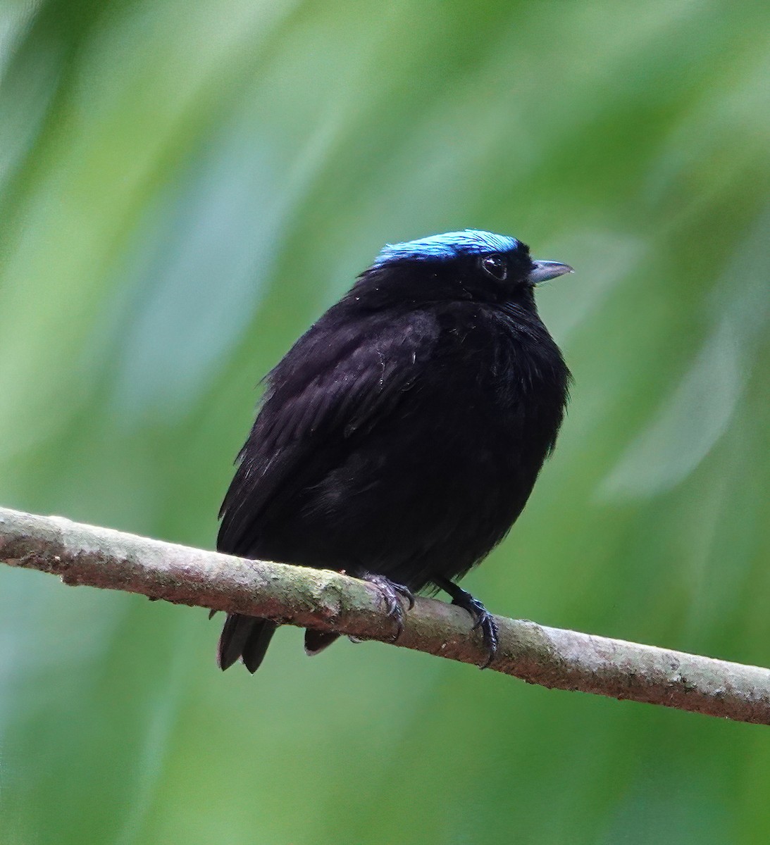 Velvety Manakin - ML627613805